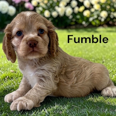 puppy, for, sale, Cocker Spaniel, Joe & Cherri  Overlease, dog, breeder, Miller, MO, dog-breeder, puppy-for-sale, forsale, nearby, find, puppyfind, locator, puppylocator, aca